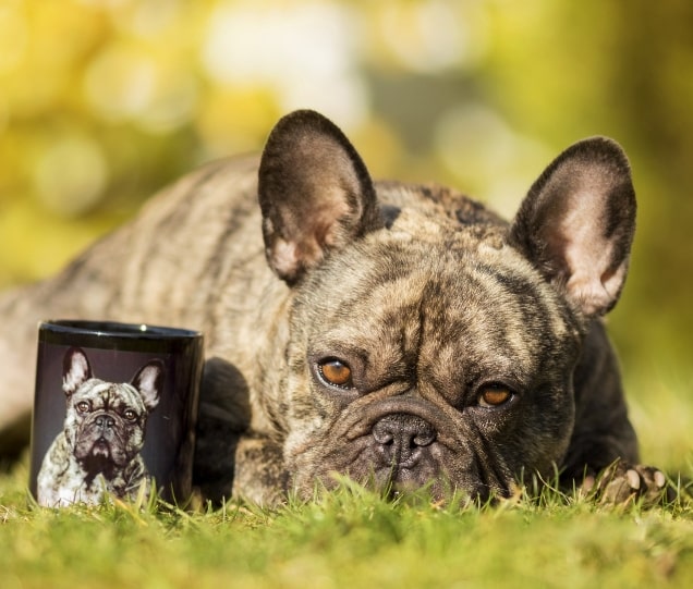 Create a Custom Pet Photo Mug